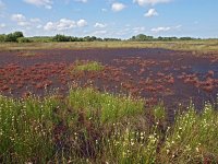 NL, Drenthe, Emmen, Bargerveen 29, Saxifraga-Hans Dekker